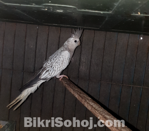 White Faced Pearl Cocktail Bird